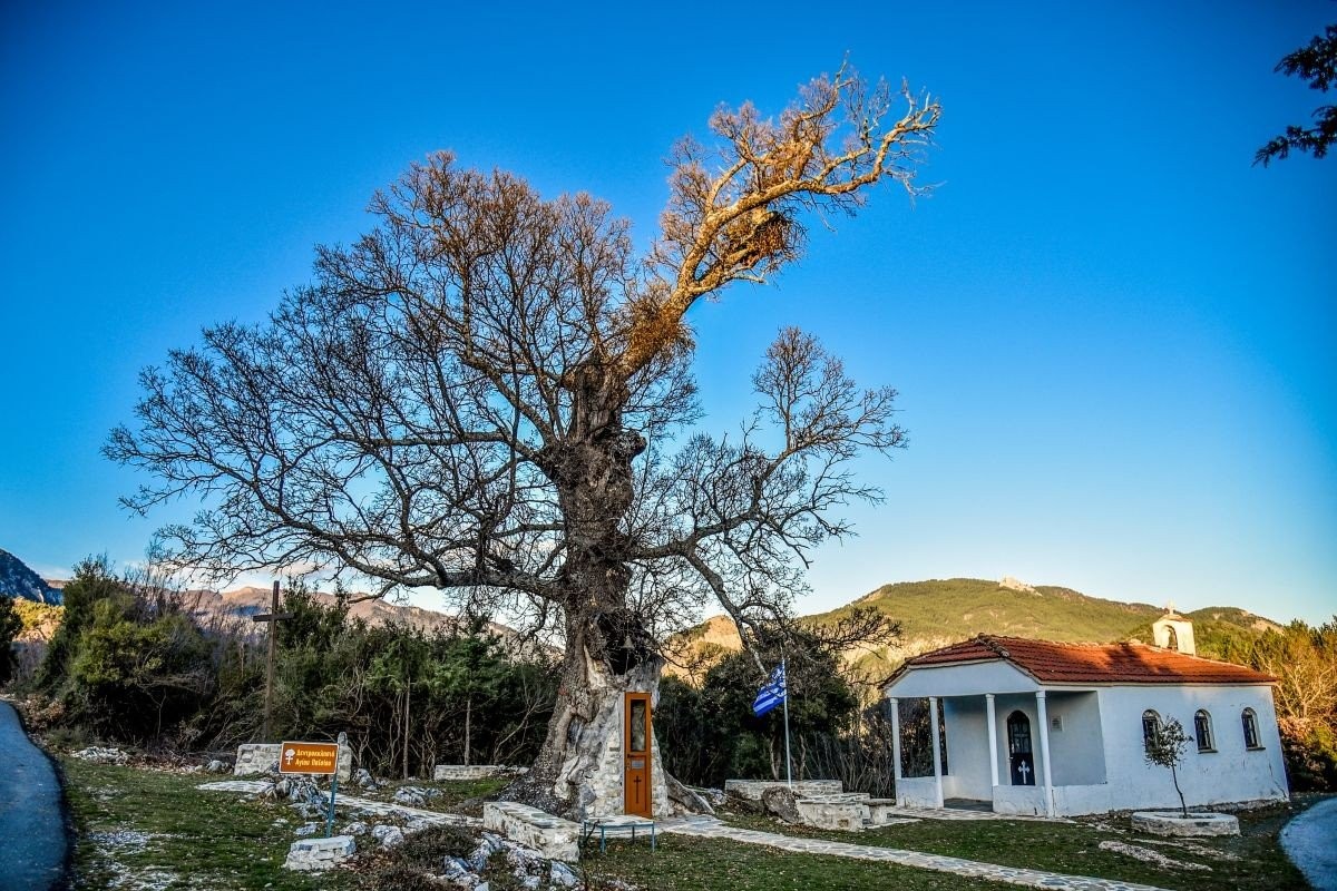 dendroekklisia-spiti-osiou-agiou-paisiou-konitsa.jpg