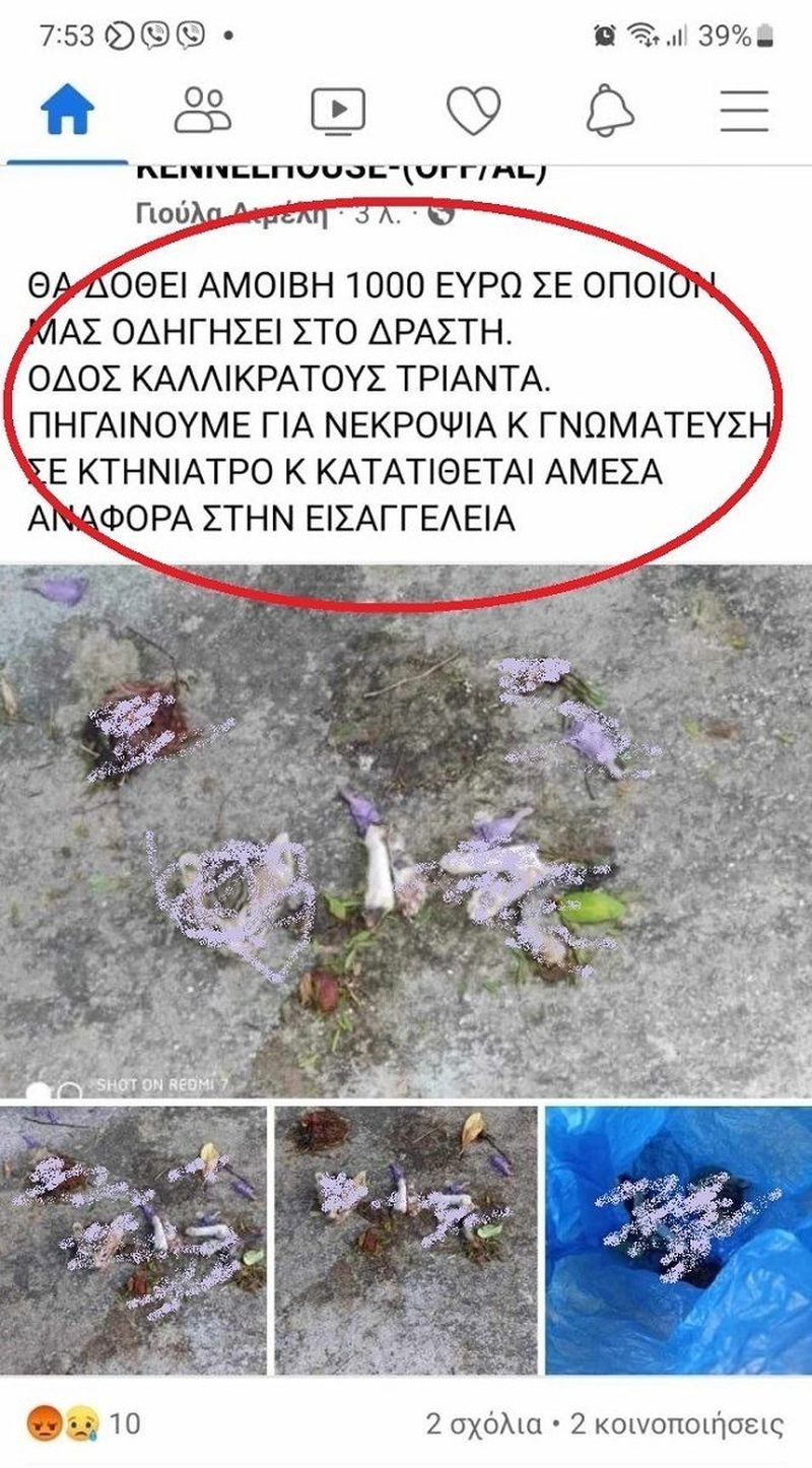 rodos-gataki.jpg