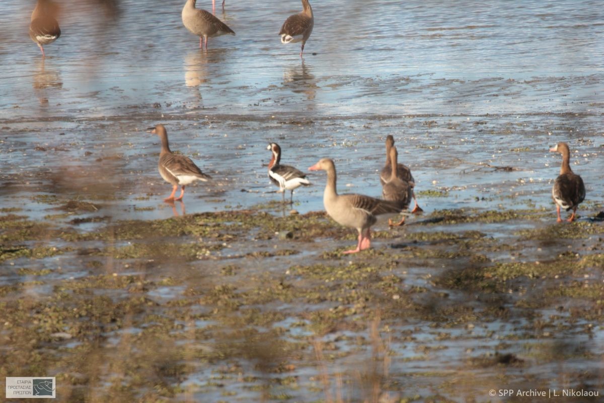 agrioxina-kokkinoxina-limni-prespa.jpg