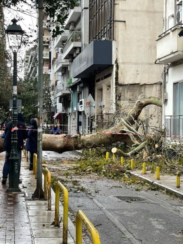 mitropoli-pesmena-dentra-dentro-xerizomena-thessaloniki-kentro-2024001.jpg