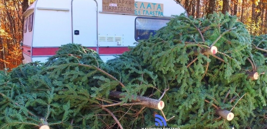 Ρεκόρ πωλήσεων για τα έλατα του Ταξιάρχη