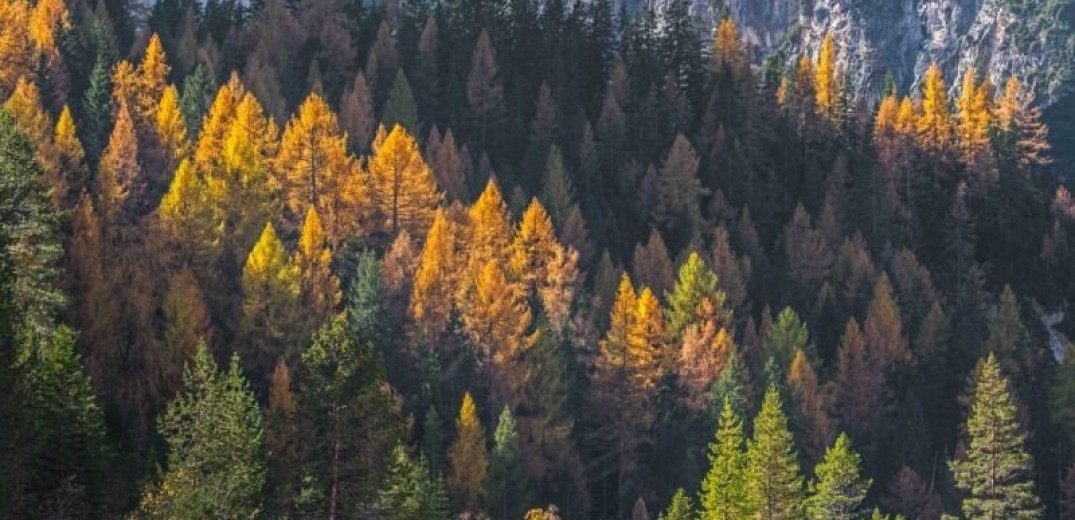  Πώς τα μεσογειακά δάση ξαναγεννιούνται από τις στάχτες τους