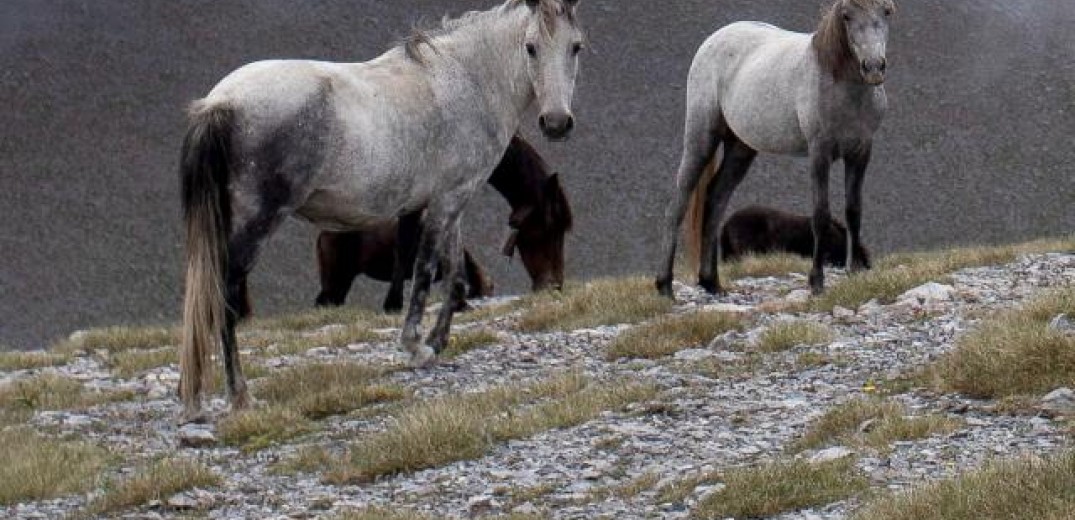 Χανιά: Άφησε το άλογό του να πεθάνει δεμένο μέσα στον ήλιο χωρίς νερό