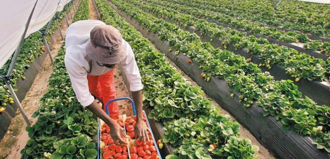 Αντιπαράθεση στη Βουλή για τη συμφωνία με την Αίγυπτο που φέρνει 5.000 εργάτες γης