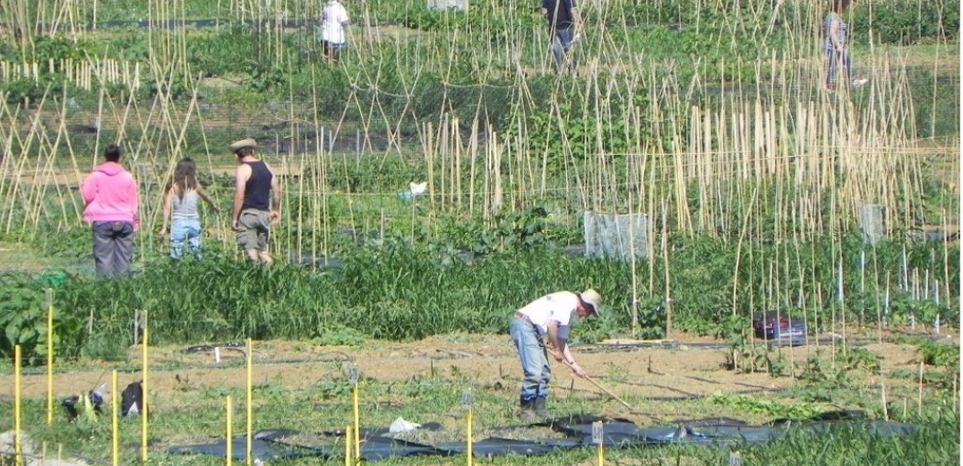 «Μάχη» για έναν μπαξέ στο αγρόκτημα του ΑΠΘ (φωτ.)