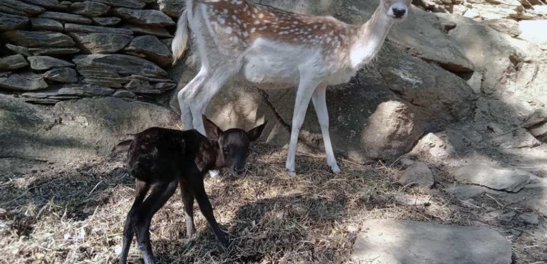 Σπάνιο μαύρο ελάφι σε φάρμα της Άνδρου -Η εξήγηση για το χρώμα του (φωτ.)