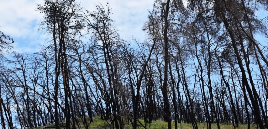 Εύβοια: Καλύτερη η κατάσταση σε Ψαχνά και Ν. Αρτάκη