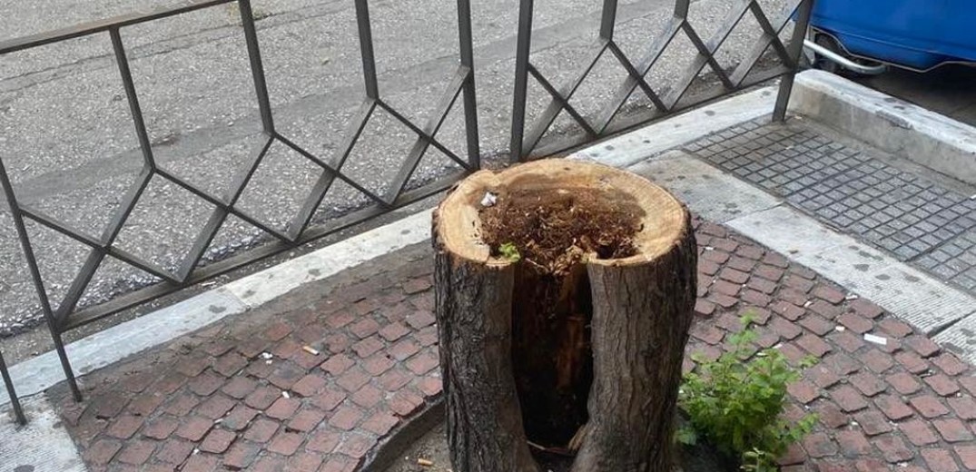 Θεσσαλονίκη: Αρχίζει η αντικατάσταση των άρρωστων και επικίνδυνων δέντρων της οδού Τσιμισκή