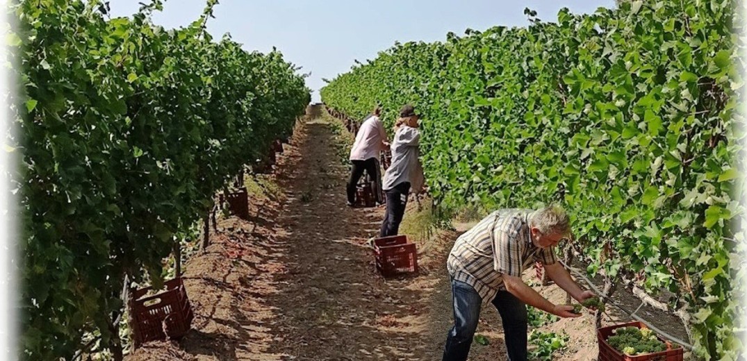 Ζέστη και ξηρασία έφεραν πιο νωρίς τον τρύγο