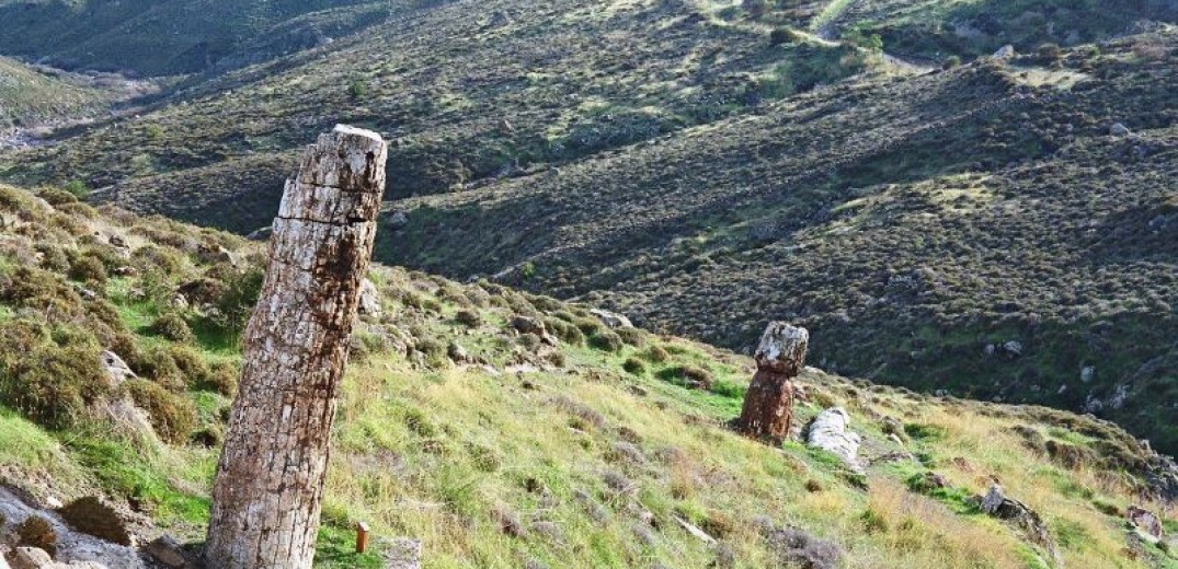 Μέχρι την Ιαπωνία έφτασε η φήμη του Απολιθωμένου Δάσους της Λέσβου (φωτ.)