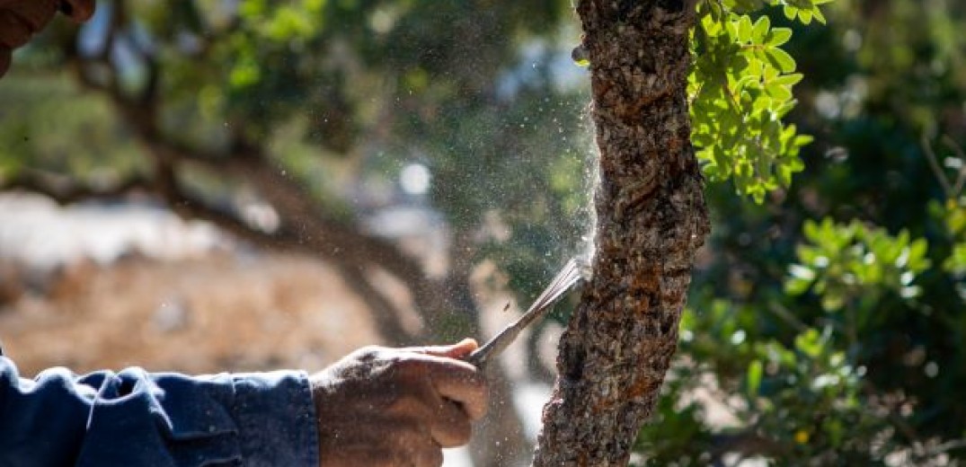 Οι μαστιχοπαραγωγοί της Χίου ξεκίνησαν έρευνα για την προστασία των μαστιχόδεντρων