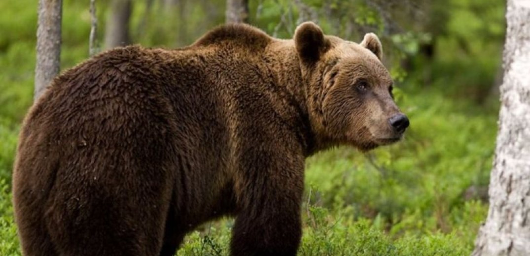 Κιλκίς: Αρκούδα «πιάστηκε στα πράσα» να κλέβει μέλι - Δείτε φωτογραφίες 