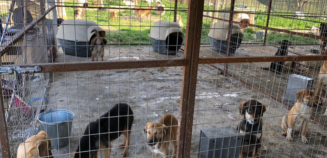 Από το δρόμο στο… σπίτι θα βρεθούν εκατοντάδες αδέσποτα ζώα - Πού θα γίνει το πρώτο διαδημοτικό καταφύγιο