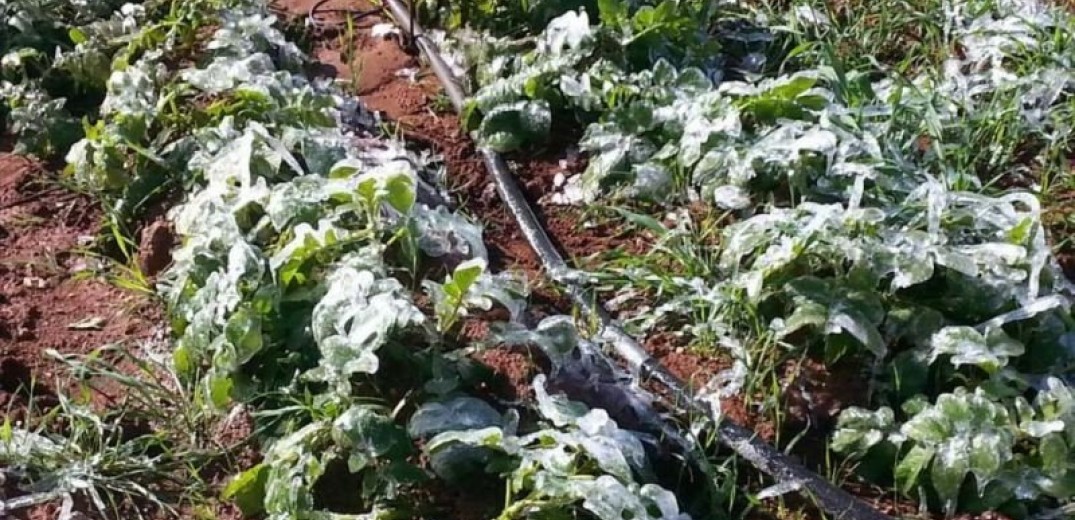 Νέα εφαρμογή θα προειδοποιεί τους αγρότες για επερχόμενο παγετό