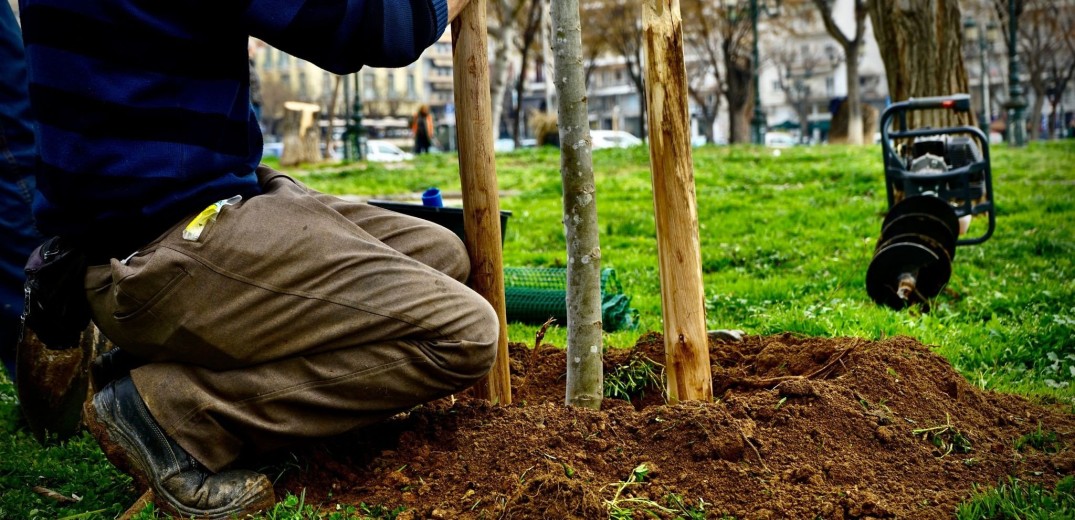 Θεσσαλονίκη: Άρχισαν οι δενδροφυτεύσεις στην Αρχαία Αγορά (φωτ.)