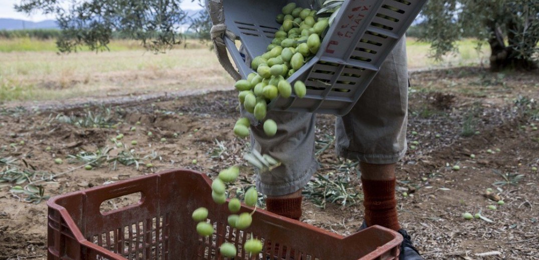 Βγήκε ο πρώτος τιμοκατάλογος για την ελιά Χαλκιδικής - H τιμή για τις χοντρές και τις ψιλές