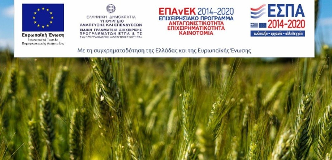 Το GrWheat και η δυναμική των ελληνικών ποικιλιών σίτου 