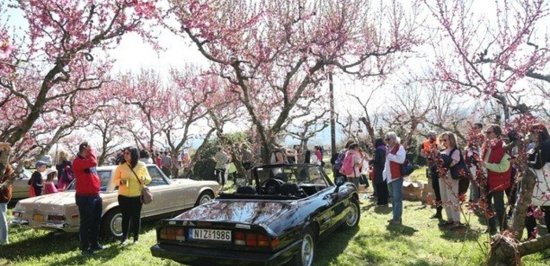 Βέροια: Ρετρό πικ-νικ στον ροζ κάμπο με τις ανθισμένες ροδακινιές (φωτ.)