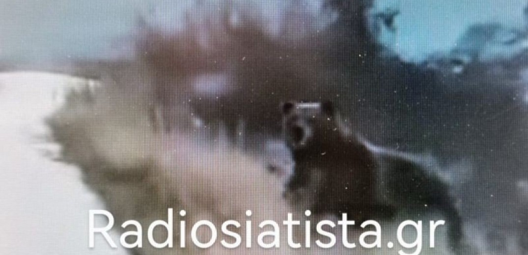 Σιάτιστα Κοζάνης: Απρόσμενη συνάντηση για οδηγό -Ήρθε αντιμέτωπος με 5 αρκούδες (βίντεο)