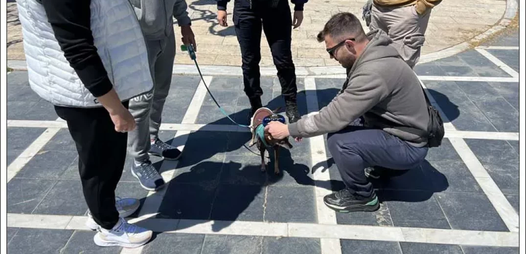 Θεσσαλονίκη: 66 πρόστιμα σε ιδιοκτήτες ζώων που δεν είχαν λουρί στον σκύλο τους