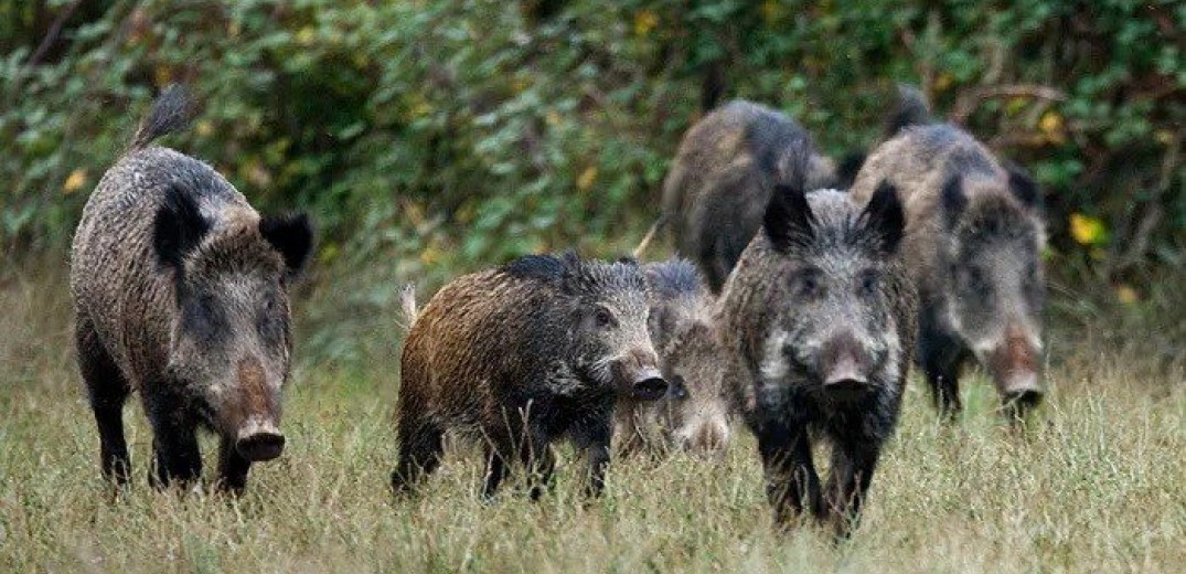 Συνεργείο Δίωξης Αγριόχοιρου στις 6&#x2F;5 στον Δήμο Λαγκαδά