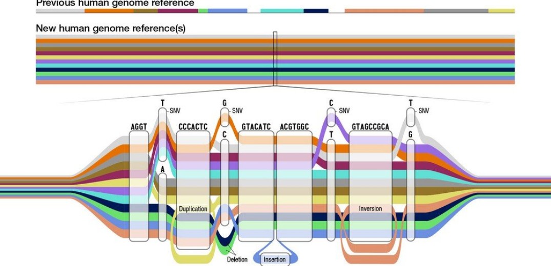 Βιολογία: Την πληρέστερη κατανόηση της γονιδιωματικής πολυμορφίας επιχειρούν επιστήμονες