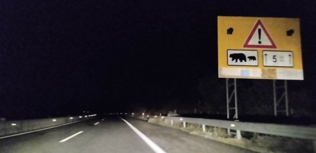 Σιάτιστα Κοζάνης: Αστυνομικό αυτοκίνητο παρέσυρε και σκότωσε αρκούδα στην Εγνατία Οδό (βίντεο)