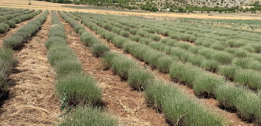 Κοζάνη: Επιδρομή από ακρίδες - Αφάνισαν καλλιέργειες στο Καλονέρι