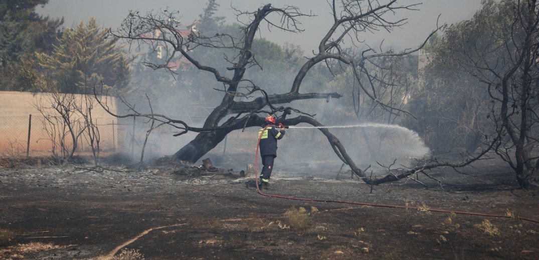 Κάηκε καταφύγιο ζώων στο Λαγονήσι - Λίγα επιβίωσαν