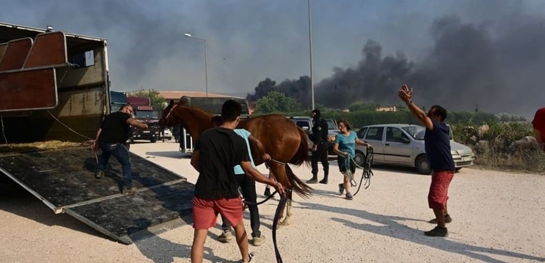 Έκκληση του υπουργείου Εσωτερικών στους πολίτες να μην αφήνουν στην τύχη τους τα ζώα τους εν μέσω πυρκαγιών