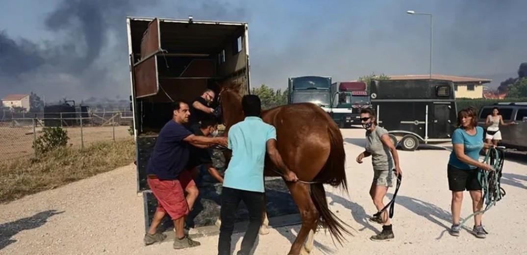 Μάχη με τις φλόγες στις αυλές των σπιτιών δίνουν οι πυροσβέστες στα Καλύβια - Απομακρύνθηκαν άλογα από τον Ιππικό Όμιλο (βίντεο)