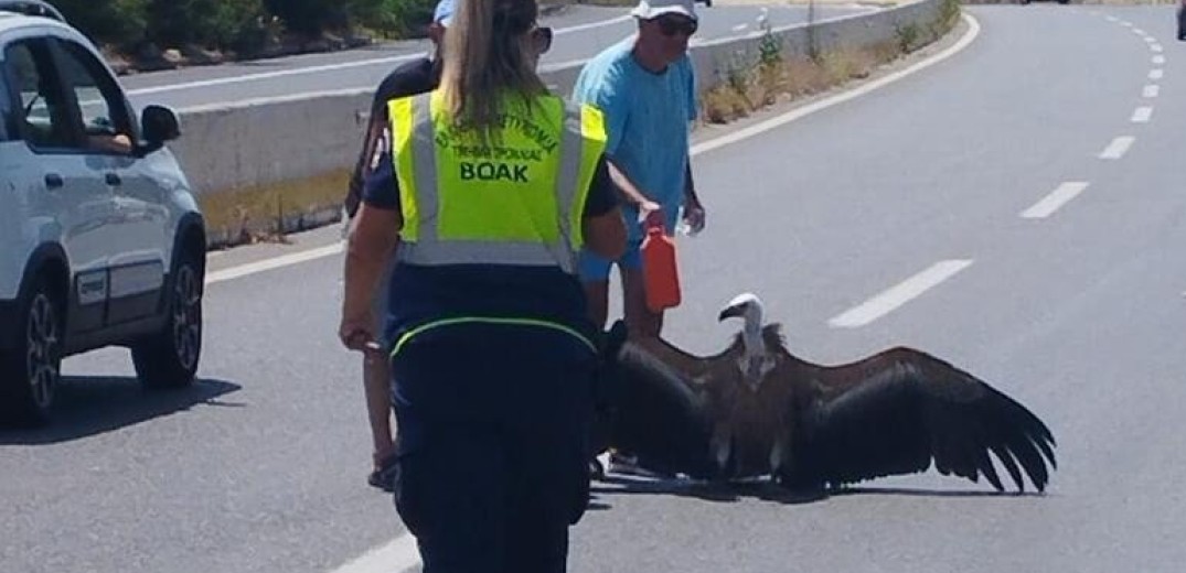 Κρήτη: Γυπετός έπαθε θερμοπληξία και έπεσε στο έδαφος (βίντεο, φωτ.)