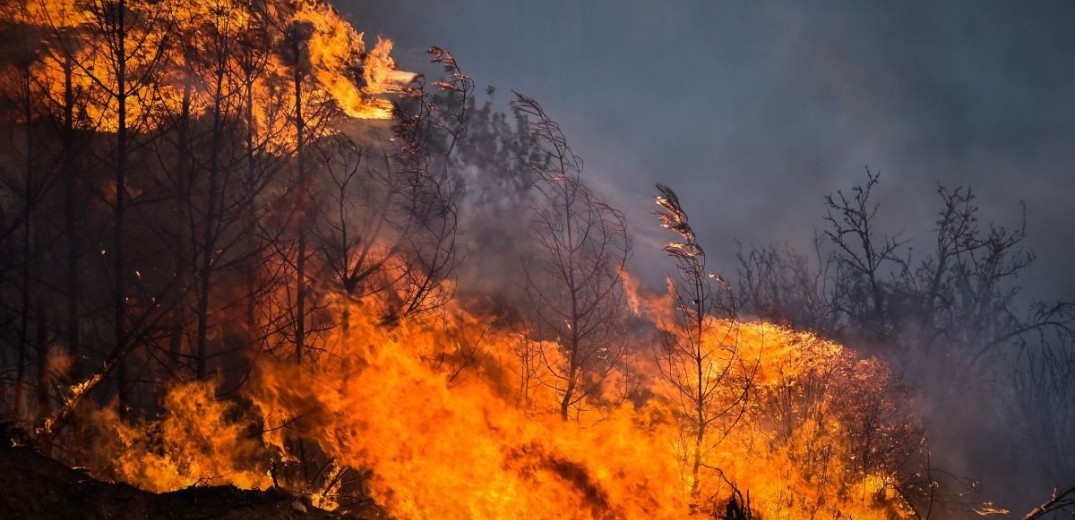 Πυρκαγιά σε δασική έκταση στην Εύβοια 