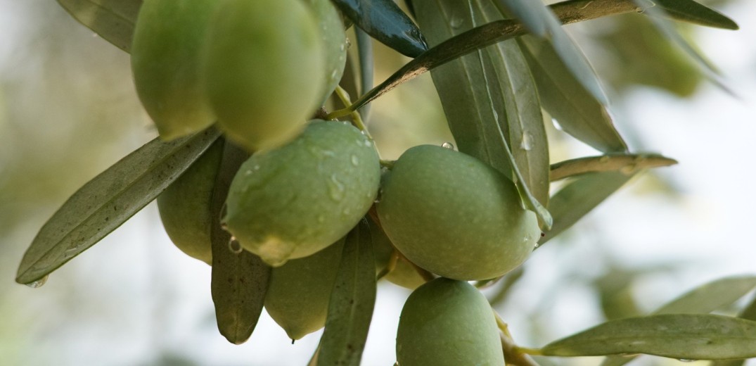 Χαλκιδική: Η ακαρπία της ελιάς πάει στο... Μαξίμου