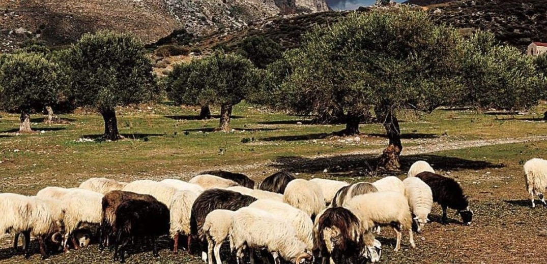 Αναστάτωση στους κτηνοτρφόρους: Δεν αποζημιώνει τη ζημιά στο ζωϊκό κεφάλαιο από πανώλη η ΕΕ