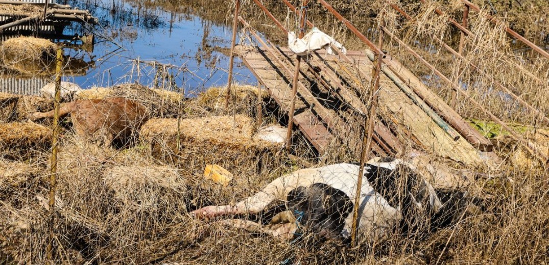 Θεσσαλία: Σφίγγονται οι καρδιές από τις εικόνες περισυλλογής των νεκρών ζώων - 210.000 ζώα χάθηκαν στις λάσπες