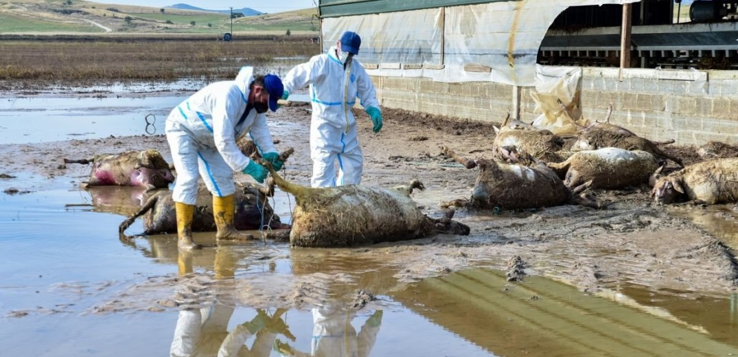 Επιμένει στη γραφειοκρατία η ΑΑΔΕ μετά τα εκκαθαριστικά του ΕΝΦΙΑ που έστειλε σε πλημμυροπαθείς της Λάρισας