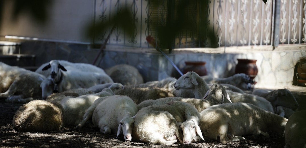 Σε Ημαθία και Αρκαδία μεταφέρονται τα νεκρά ζώα της Θεσσαλίας