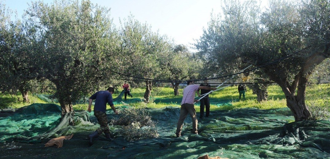 Ώρα μηδέν για την ελιά Χαλκιδικής: Καύσωνες, λειψυδρία και ακριβά εργατικά χέρια «γονατίζουν» τους παραγωγούς