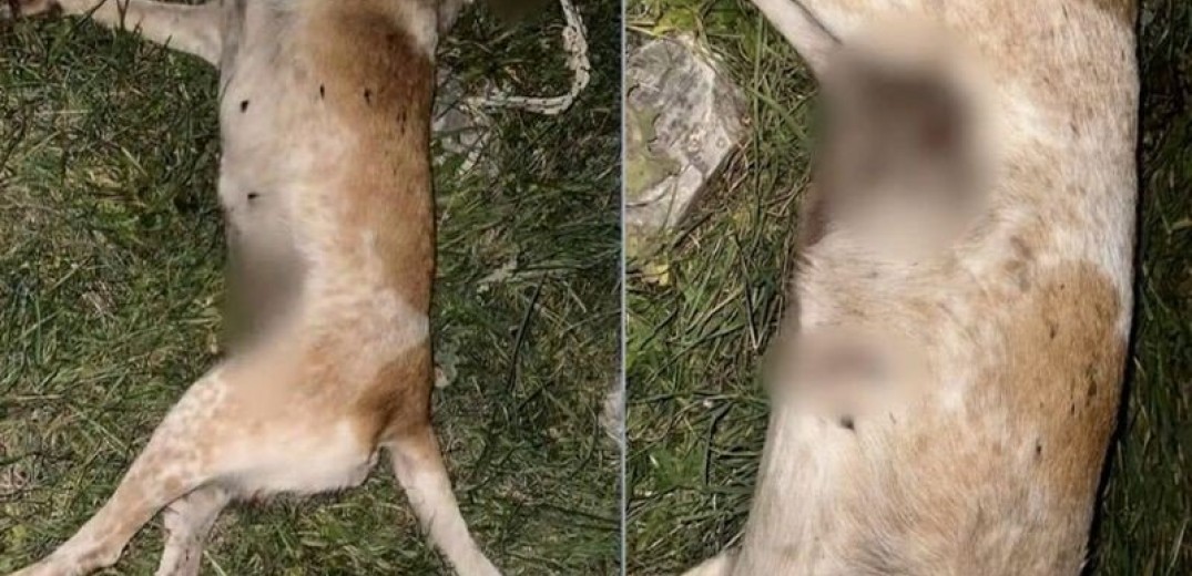 Βόλος: Νέο περιστατικό βασανισμού ζώου - Αδέσποτη σκυλίτσα βρέθηκε νεκρή από πυροβολισμό (φωτ.)