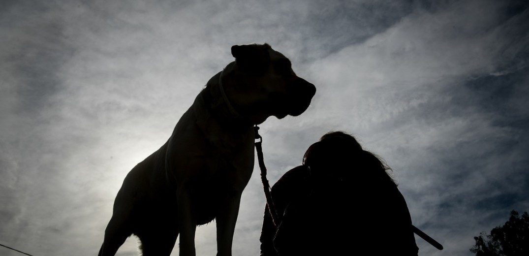 Αράχωβα: Παρέμβαση του Αρείου Πάγου για τον άγριο βασανισμό του σκύλου 
