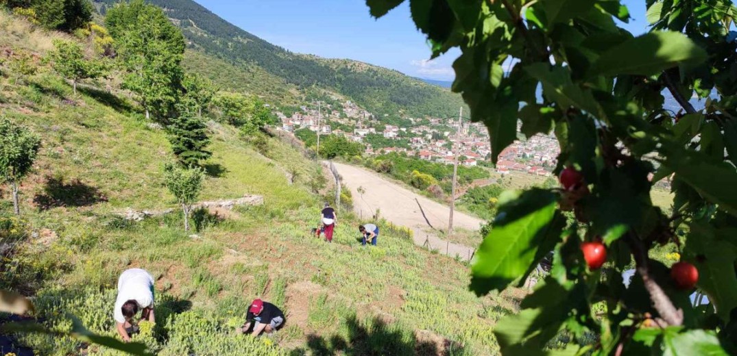 Θεσσαλονίκη: Τι γυρεύει μια αλεπού στο παζάρι; Πώς η «Λούπυ» στηρίζει την ορεινή οικονομία (φωτ.)