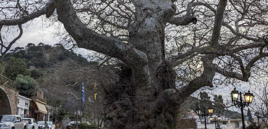 Κρήτη: Κατέρρευσε τμήμα του ιστορικού πλάτανου στο Κράσι