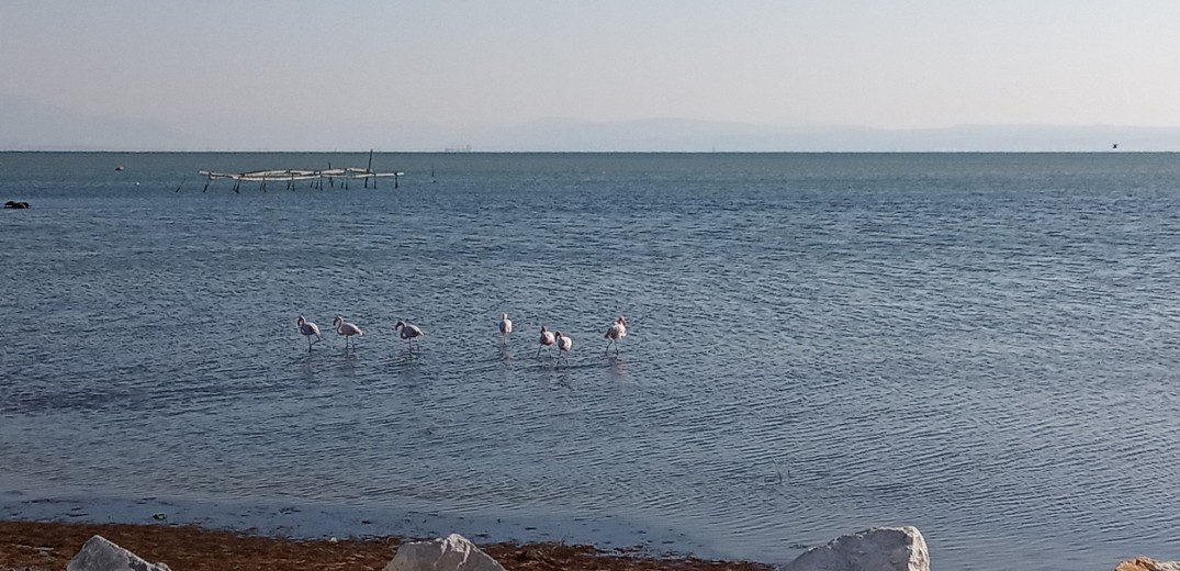 Περισσότερα από 32.000 πουλιά ζουν στο Εθνικό Πάρκο Δέλτα Αξιού - Δείτε φωτογραφίες