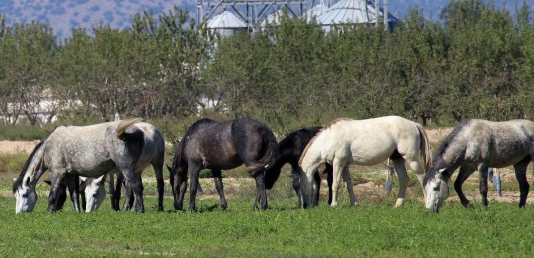 Φρίκη στα Γρεβενά με τα τεμαχισμένα άλογα: «Τα πήραν για κρέας» (βίντεο)