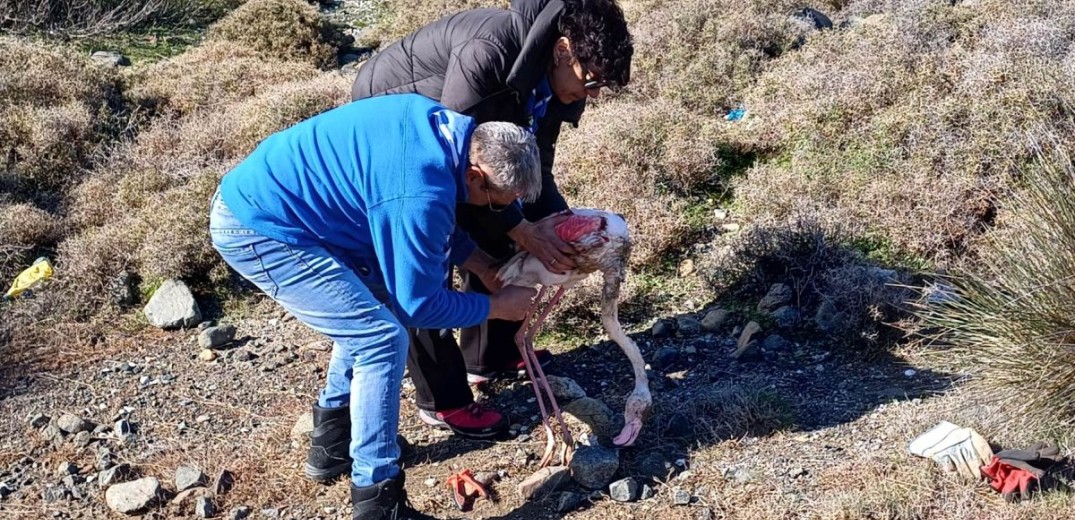 Περαστικοί έσωσαν 2 παγιδευμένα φλαμίνγκο στη Λέσβο (φωτ.)