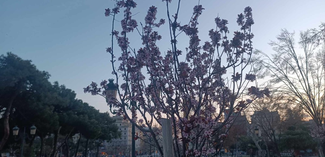 Θεσσαλονίκη: Άνθισαν τα νέα δέντρα στην πλατεία Δικαστηρίων - Μαγικές εικόνες