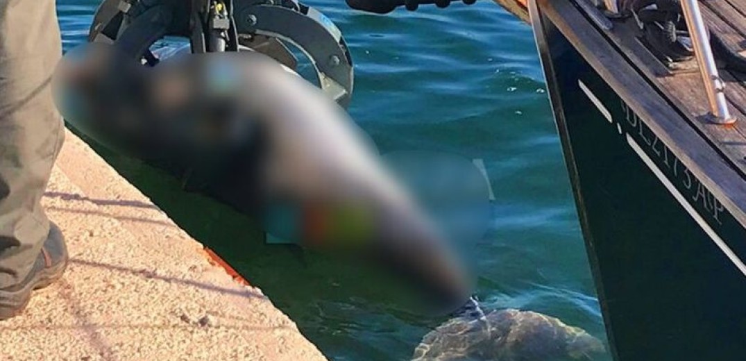 Πρέβεζα: Νεκρό δελφίνι ξεβράστηκε στο λιμάνι