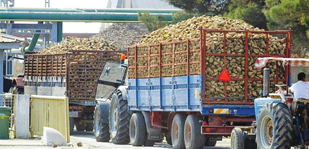 Στην δικαιοσύνη προσφεύγουν οι τευτλοπαραγωγοί, για την αναζωογόνηση της τευτλοκαλλιέργειας