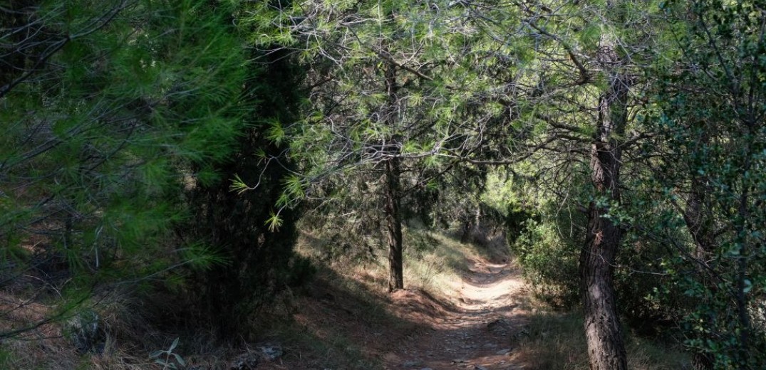 Χαλκιδική: Η κρίση του έδειξε τον άλλο δρόμο - Τι λέει ένας από τους 42 ρητινοσυλλέκτες της Β. Ελλάδας